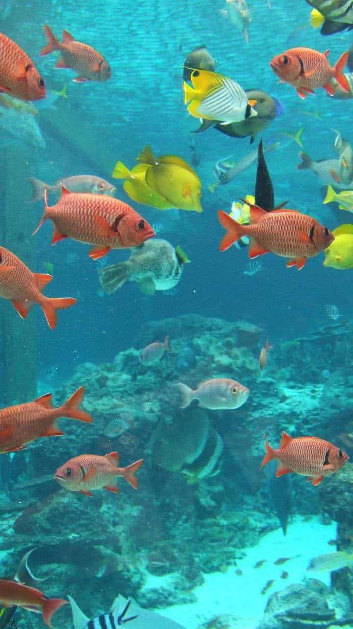 Vibrant_ Aquarium_ Life.jpg Wallpaper