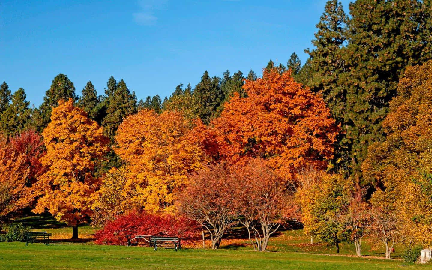 Vibrant Autumn Forest Wallpaper