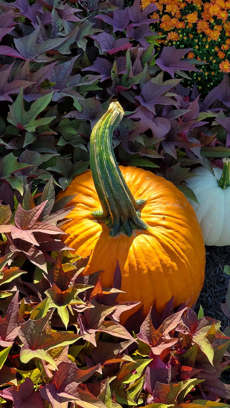 Vibrant Autumn Pumpkin Display.jpg Wallpaper