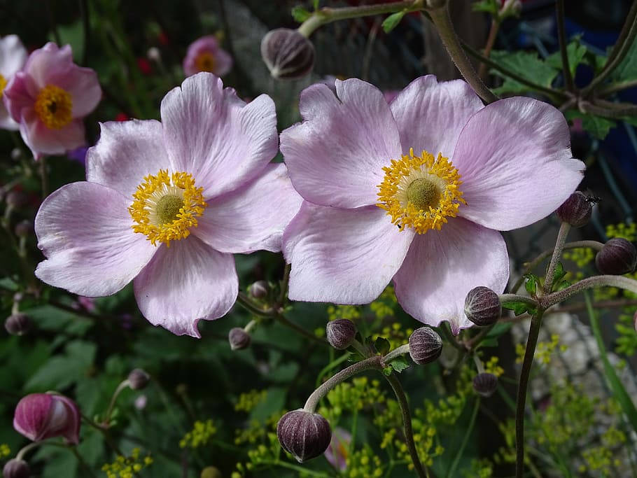 Vibrant Beauty Of Japanese Anemone Flowers Wallpaper