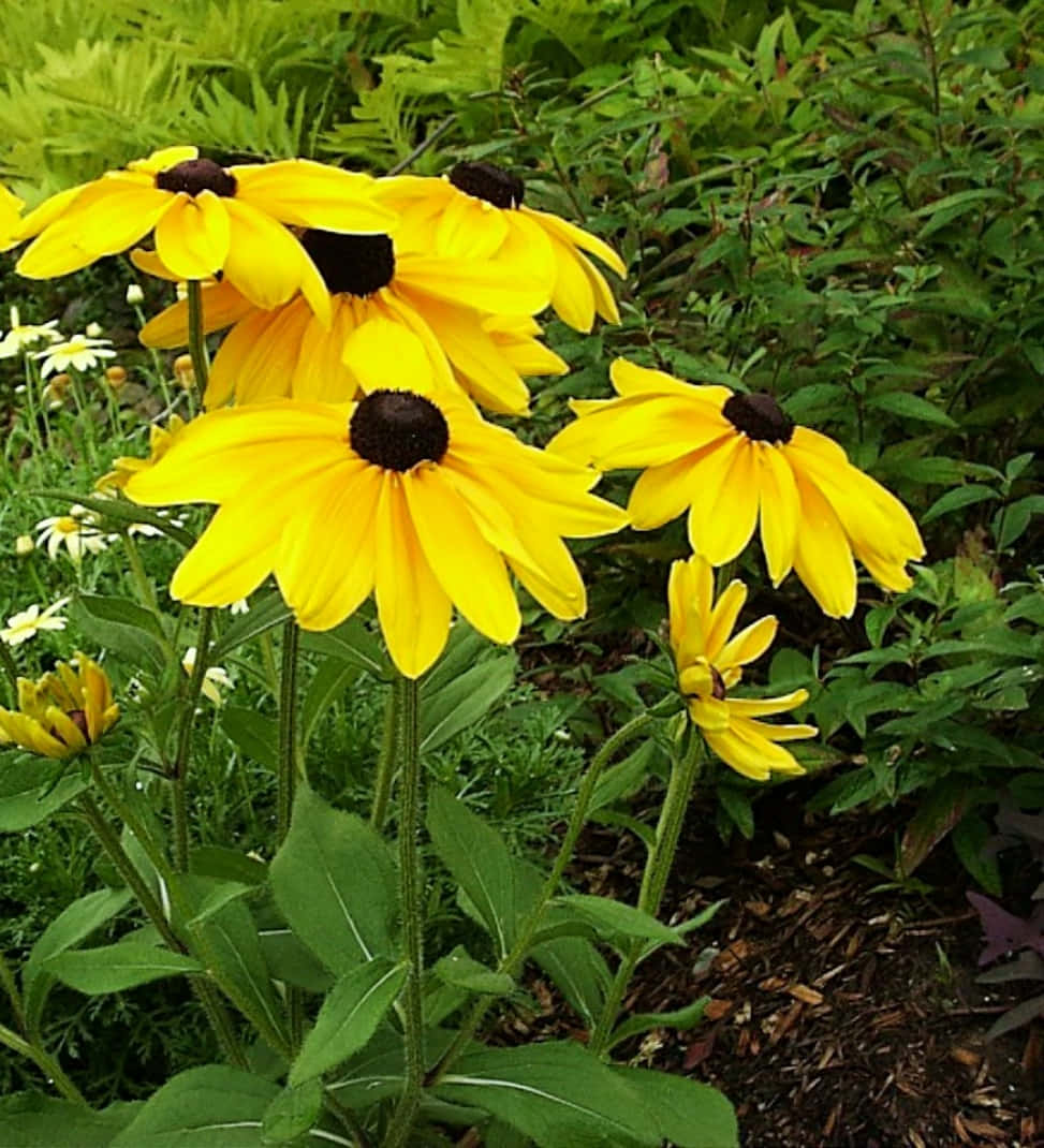 Vibrant Black Eyed Susan Flowers Wallpaper