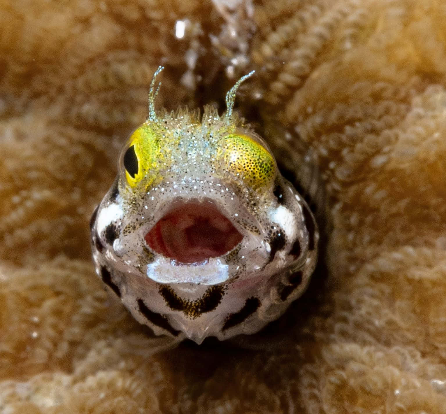 Vibrant Blenny Fish In Coral Reef Wallpaper