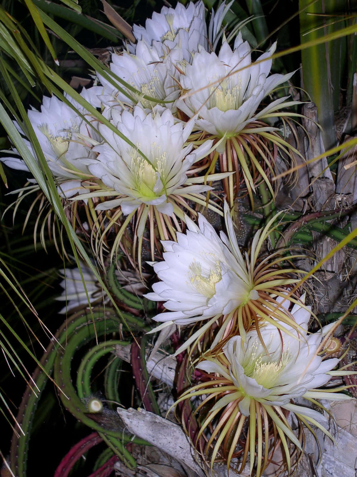 Vibrant Blooming Flowers In A Garden Wallpaper