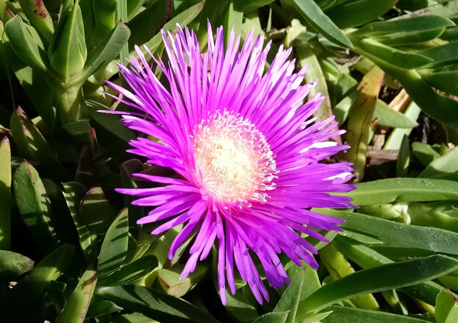 Vibrant Blooming Flowers In A Garden Wallpaper