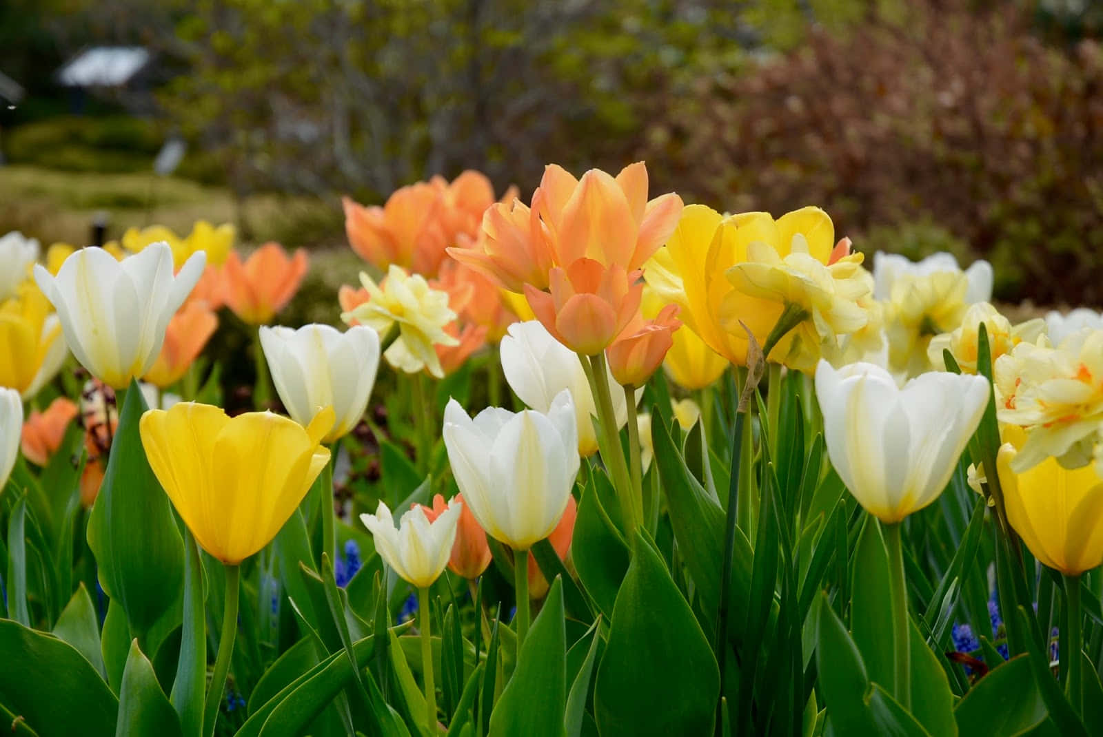 Vibrant Blooming Flowers In A Garden Wallpaper