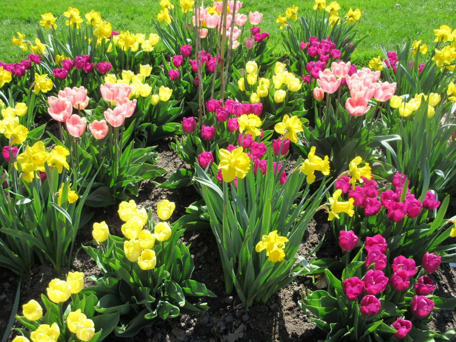 Vibrant Blooming Flowers In A Spring Garden Wallpaper