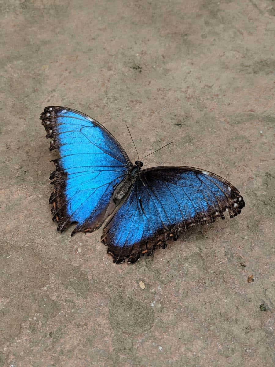 Vibrant Blue Butterflyon Ground.jpg Wallpaper