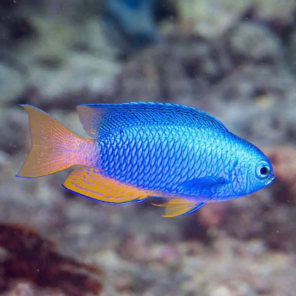 Vibrant Blue Damselfish Swimming Wallpaper