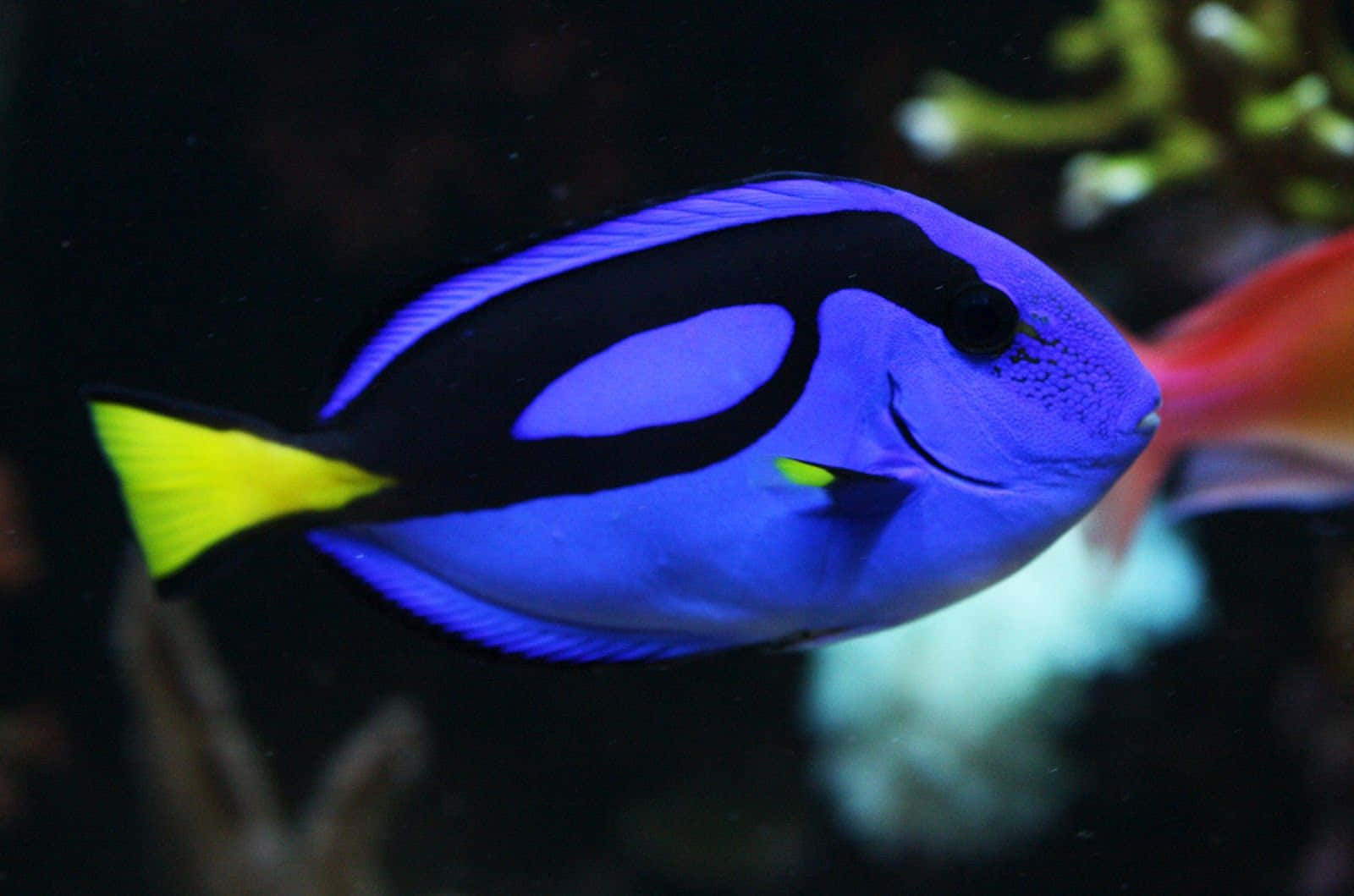 Vibrant Blue Tang Fish Wallpaper