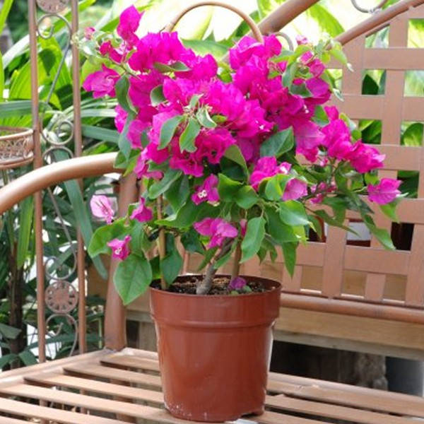 Vibrant Bougainvillea Bursting In Full Bloom Wallpaper