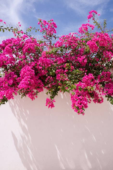 Vibrant Bougainvillea In Full Bloom Wallpaper