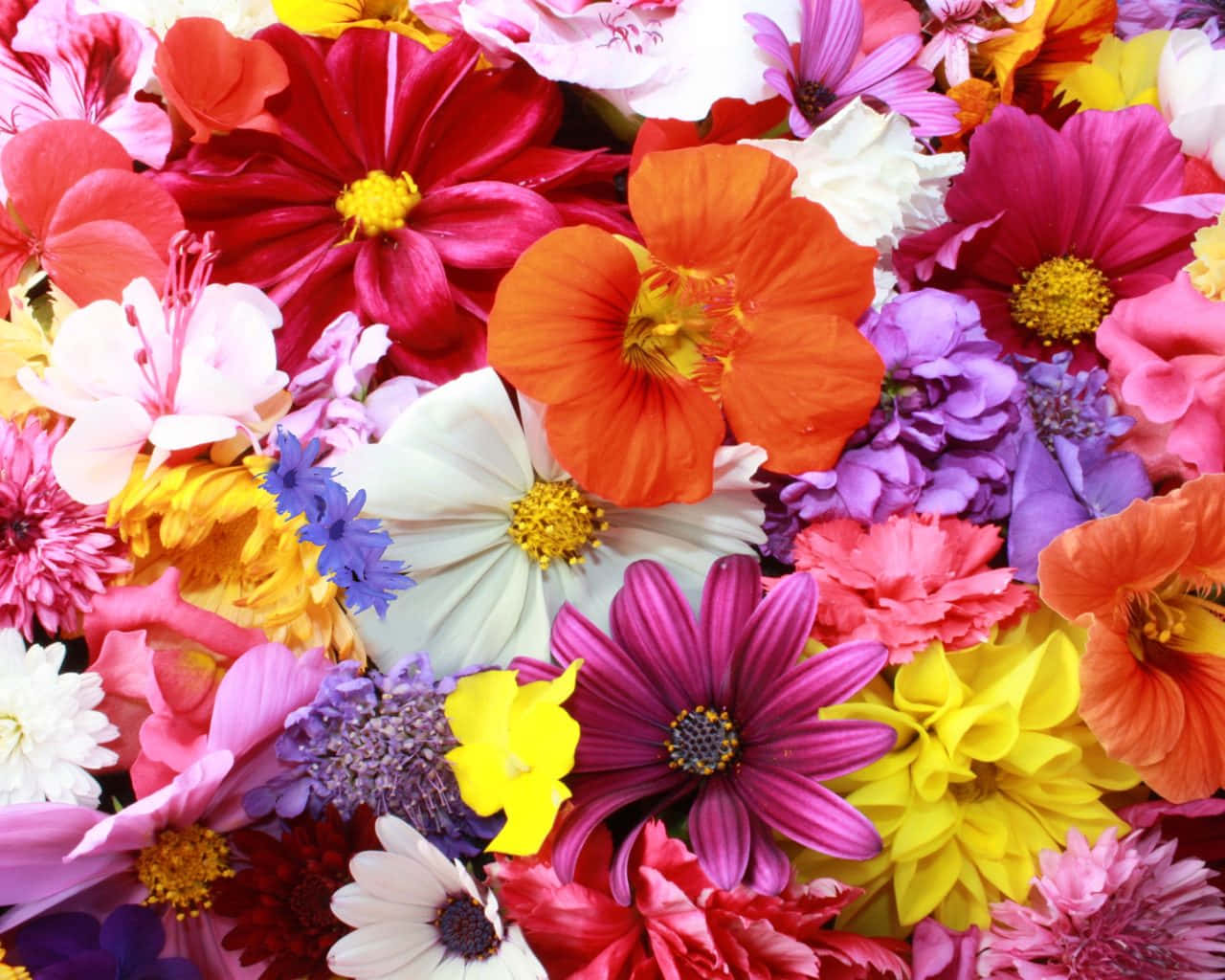 Vibrant Bouquet Of Colorful Flowers Wallpaper