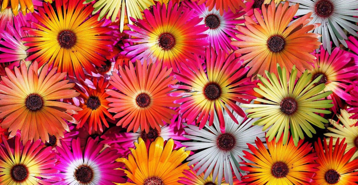 Vibrant Bouquet Of Colorful Flowers Wallpaper