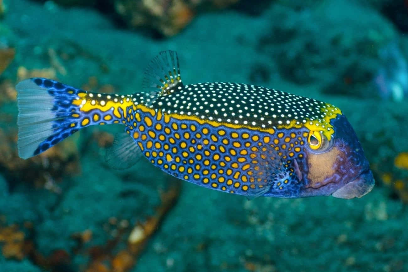 Vibrant Boxfish In Tropical Waters Wallpaper