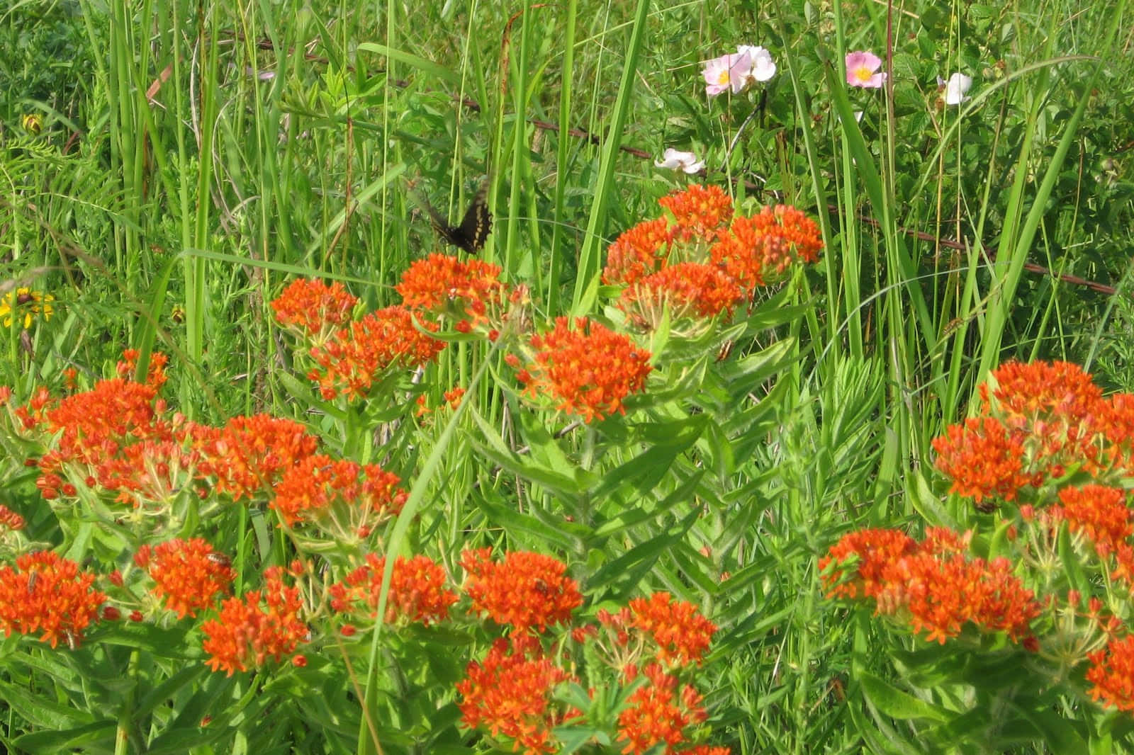 Vibrant Butterfly Weed Flowers In All Their Glory Wallpaper