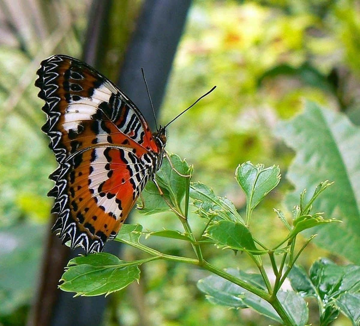 Vibrant Butterflyon Greenery.jpg Wallpaper