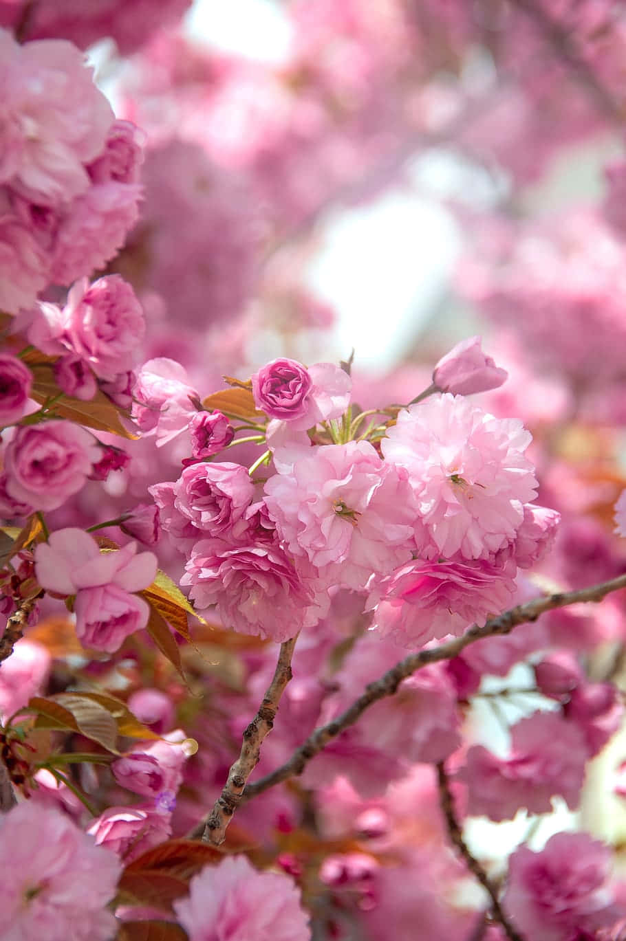 Vibrant_ Cherry_ Blossoms_ Closeup.jpg Wallpaper