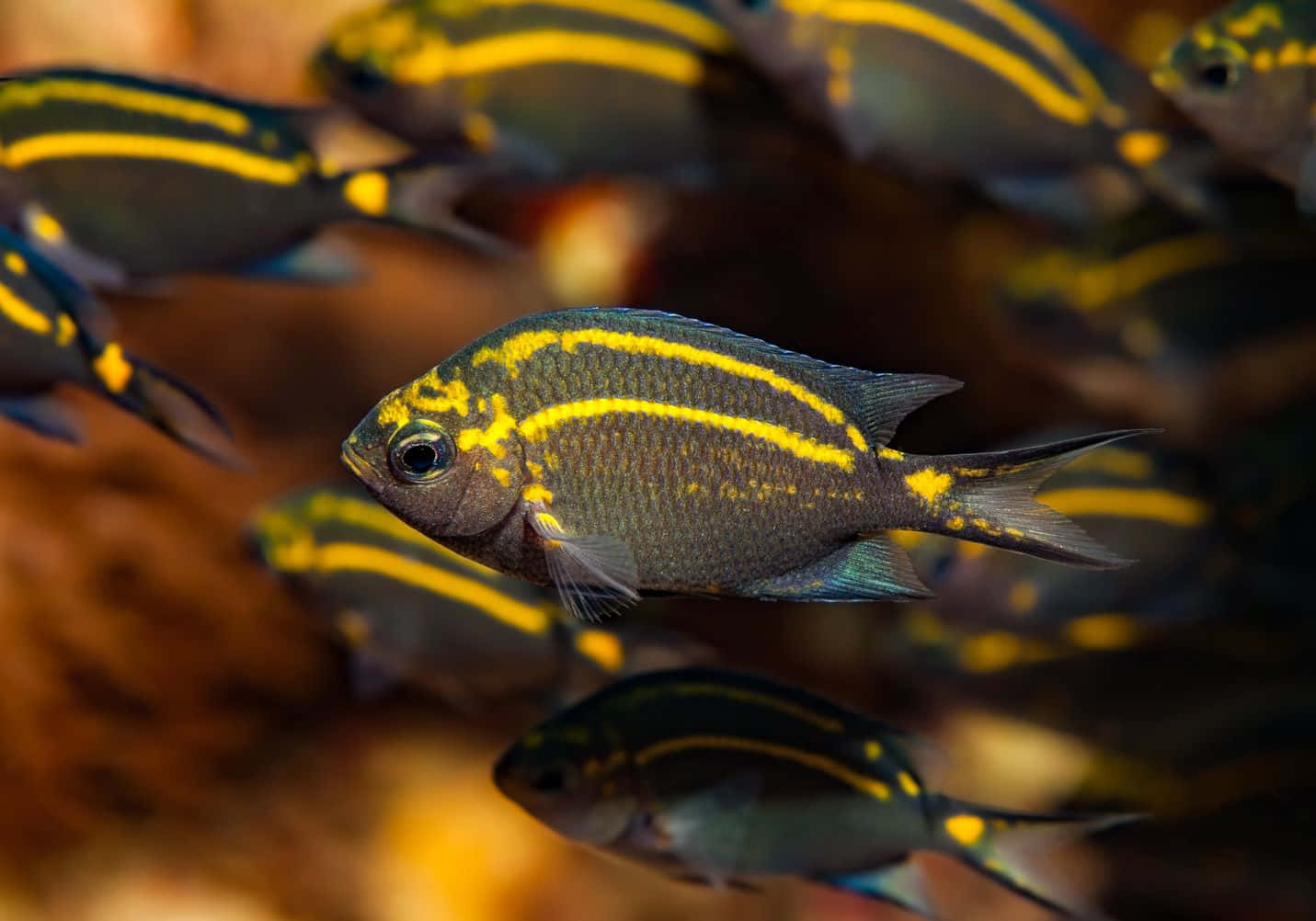 Vibrant Chromis School Underwater Wallpaper