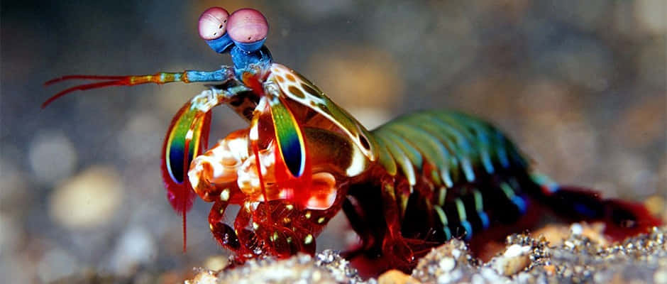 Vibrant_ Cleaner_ Shrimp_ Closeup.jpg Wallpaper