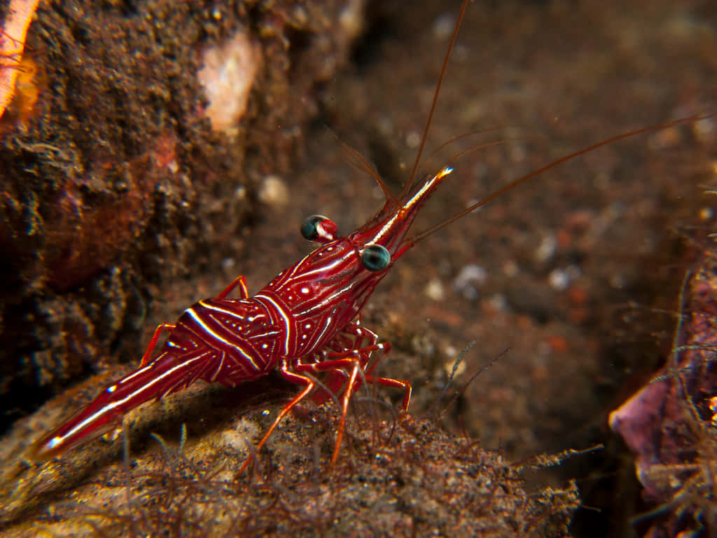 Vibrant Cleaner Shrimp On Rock Wallpaper