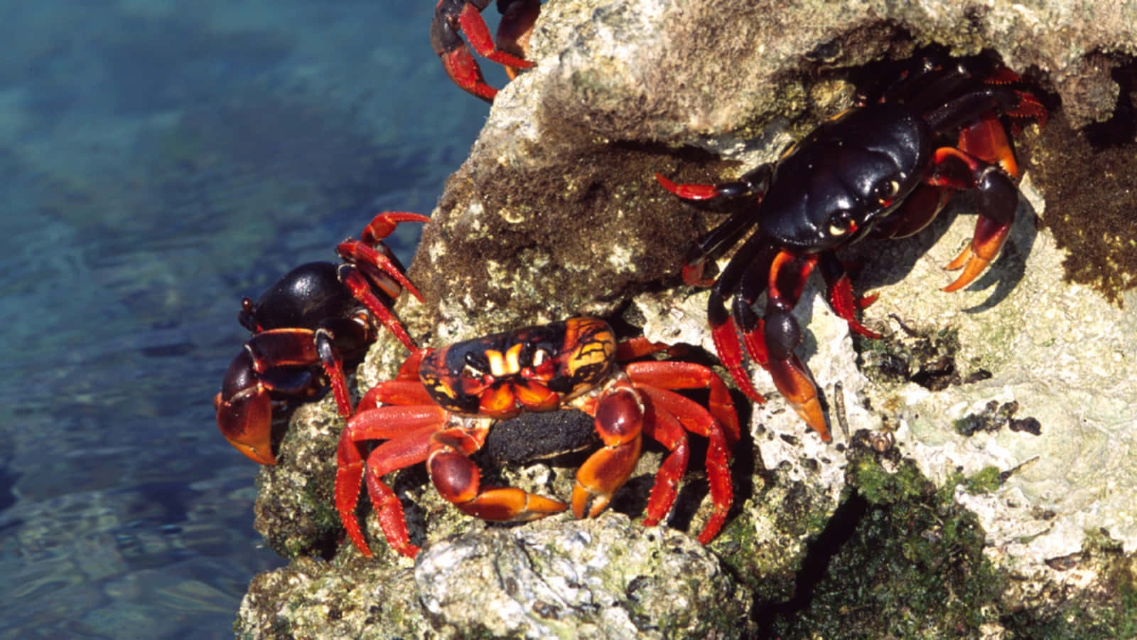 Vibrant Colors Of Underwater Life - A Close-up Shot Of A Crab Wallpaper