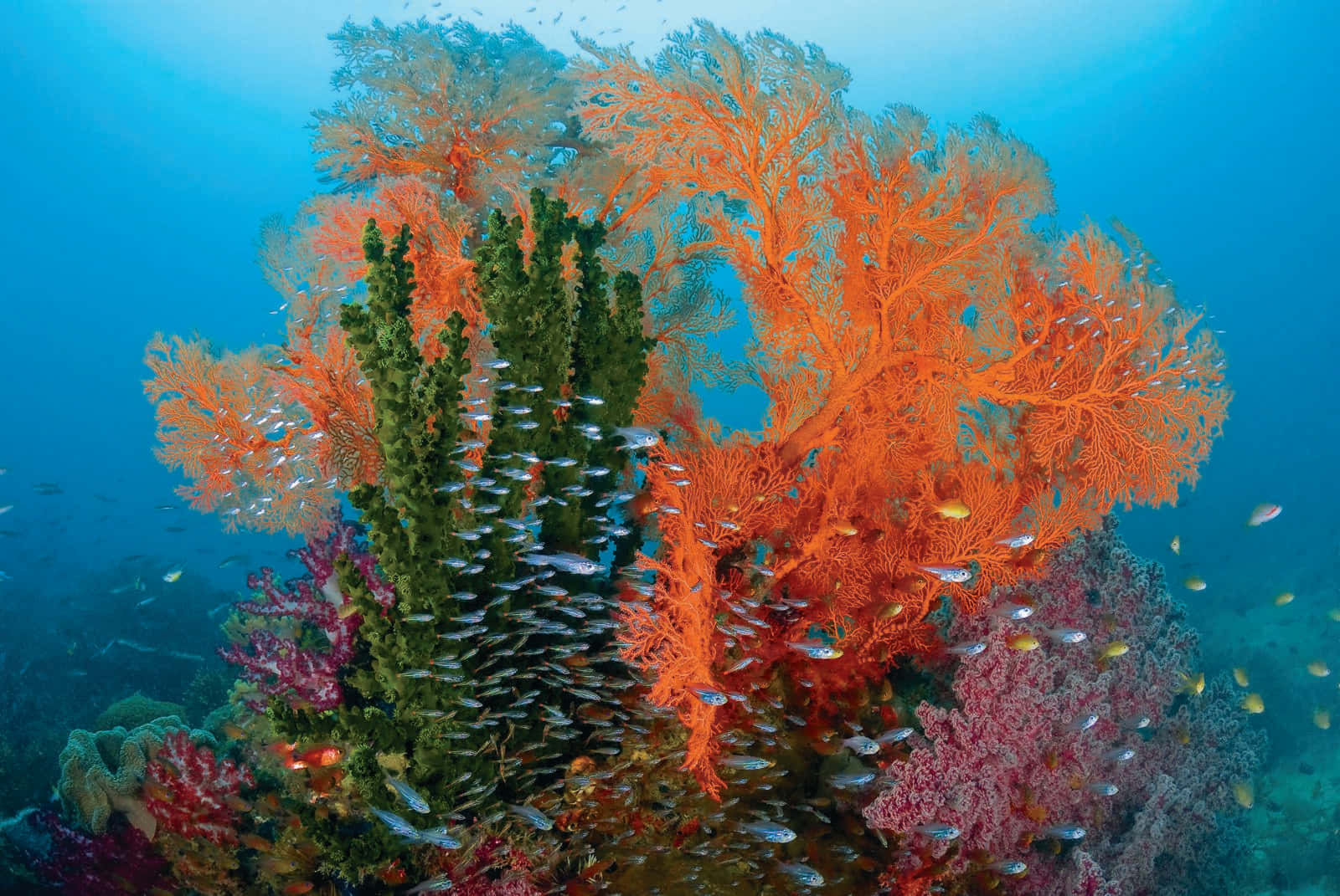 Vibrant Coral Reef Ecosystem.jpg Wallpaper