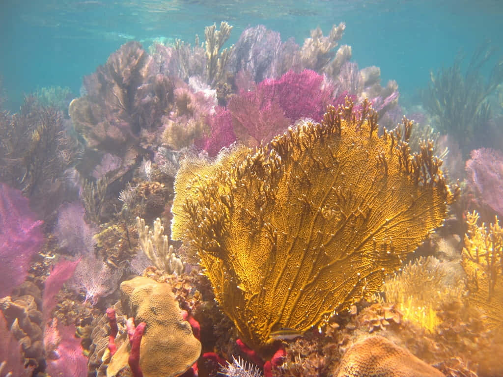 Vibrant Coral Reef Underwater Wallpaper