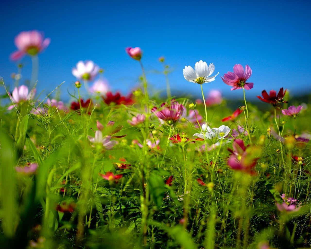 Vibrant_ Cosmos_ Flower_ Field.jpg Wallpaper