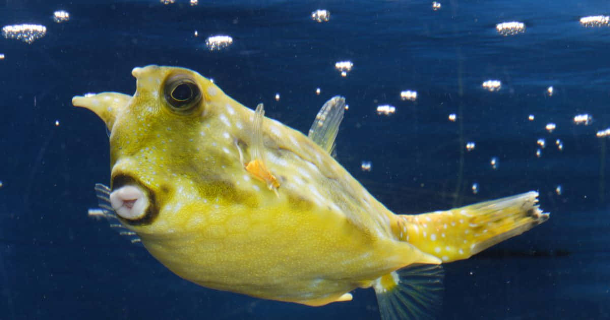 Vibrant Cowfish Swimming In Clear Waters Wallpaper