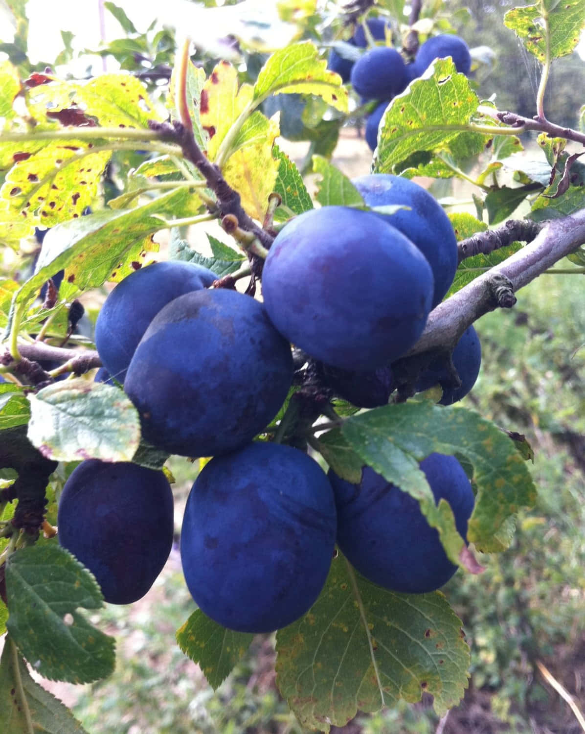 Vibrant Dark Blue Damson Plums Wallpaper