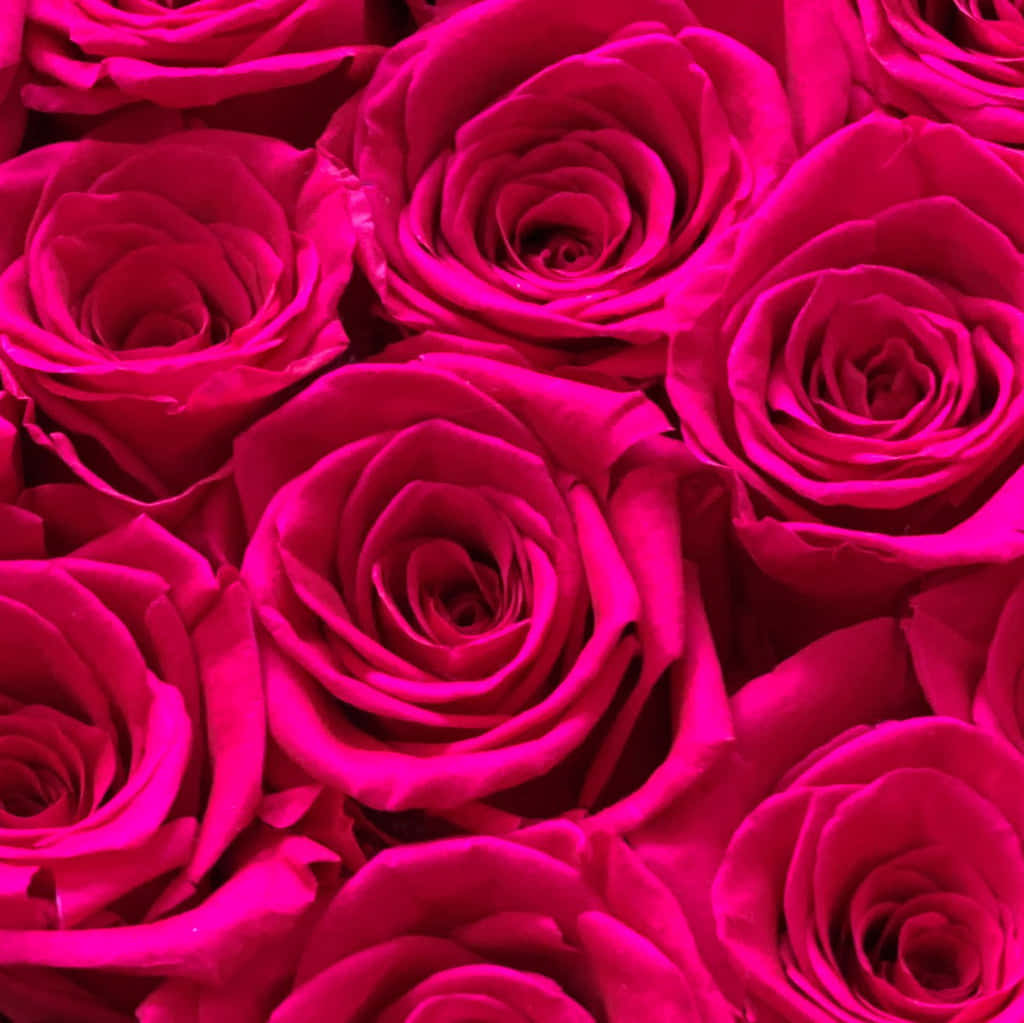 Vibrant_ Dark_ Pink_ Roses_ Closeup.jpg Wallpaper