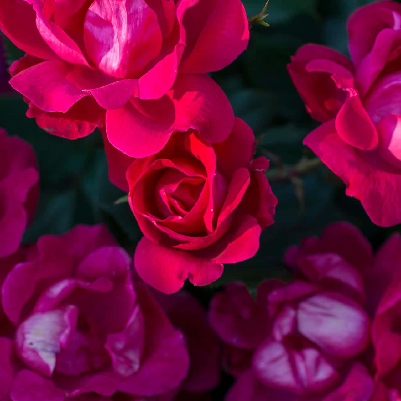 Vibrant_ Dark_ Pink_ Roses_ Closeup Wallpaper