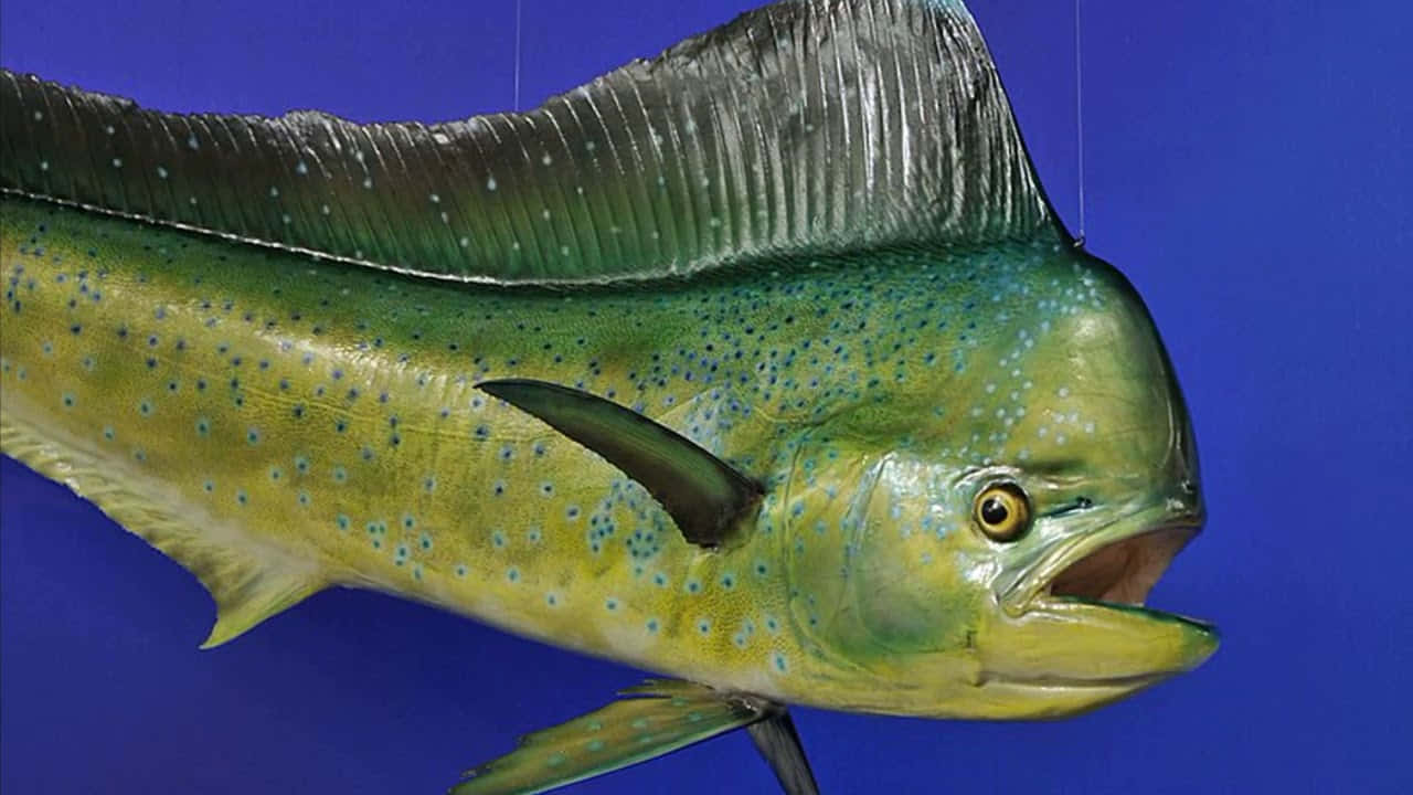 Vibrant Dolphinfish Closeup Wallpaper