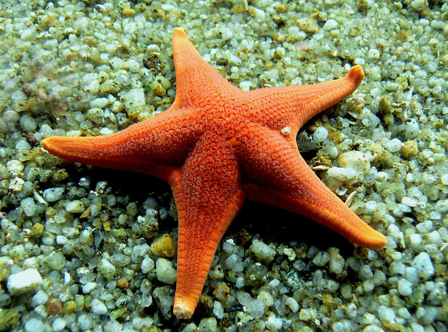 Vibrant Echinoderm In Its Natural Underwater Habitat Wallpaper