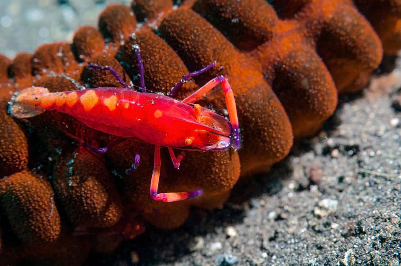 Vibrant Emperor Shrimp On Sea Cucumber.jpg Wallpaper