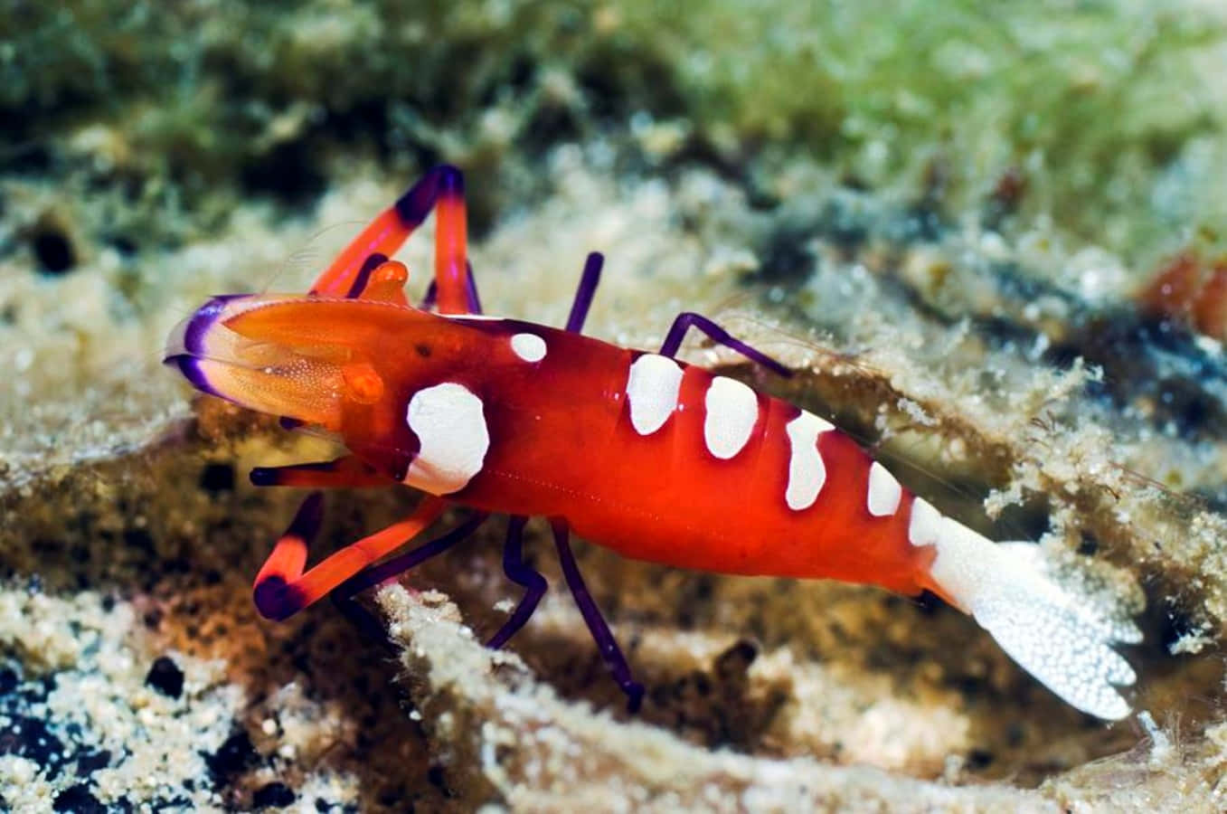 Vibrant Emperor Shrimp On Sea Floor.jpg Wallpaper