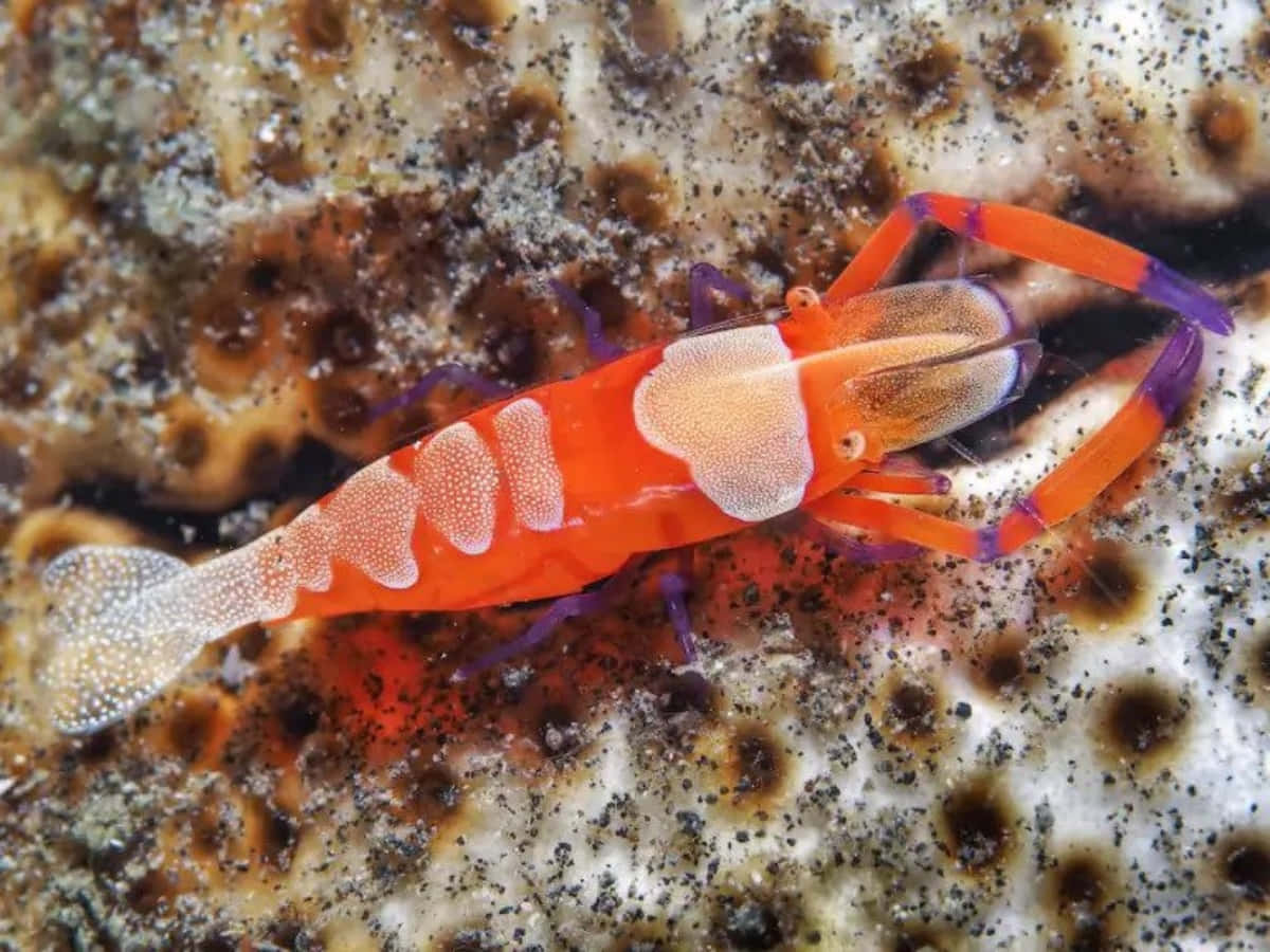 Vibrant_ Emperor_ Shrimp_ On_ Sea_ Floor.jpg Wallpaper