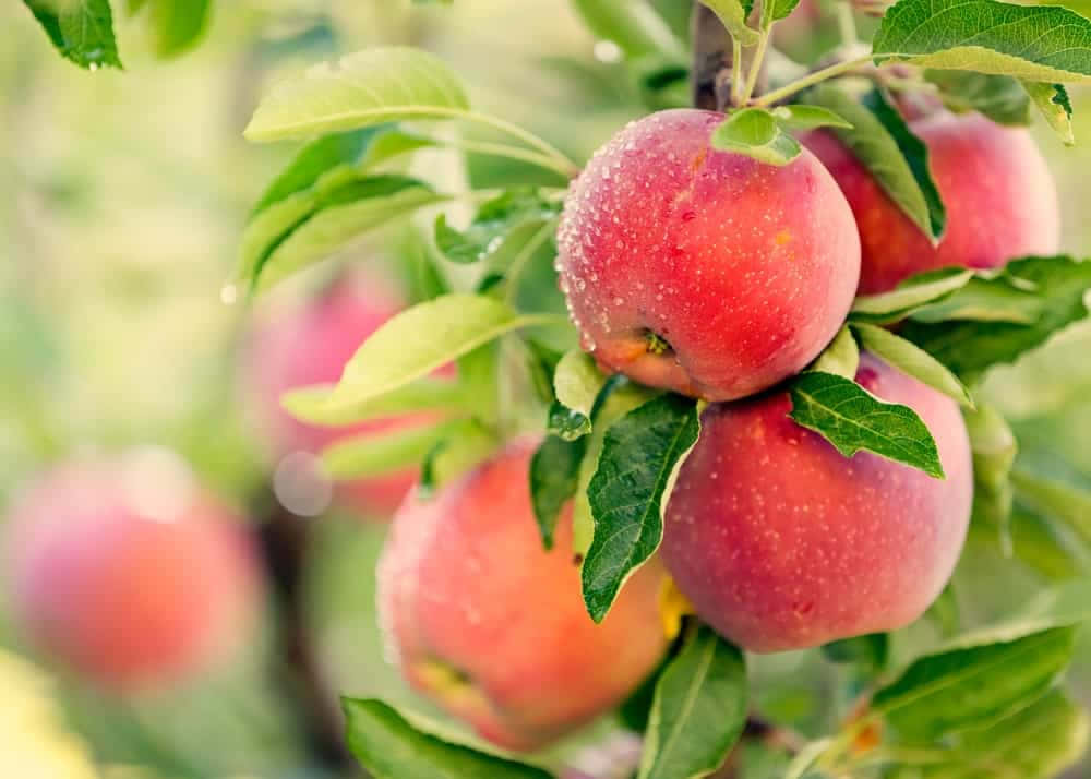 Vibrant Fall Apples On A Rustic Wooden Table Wallpaper