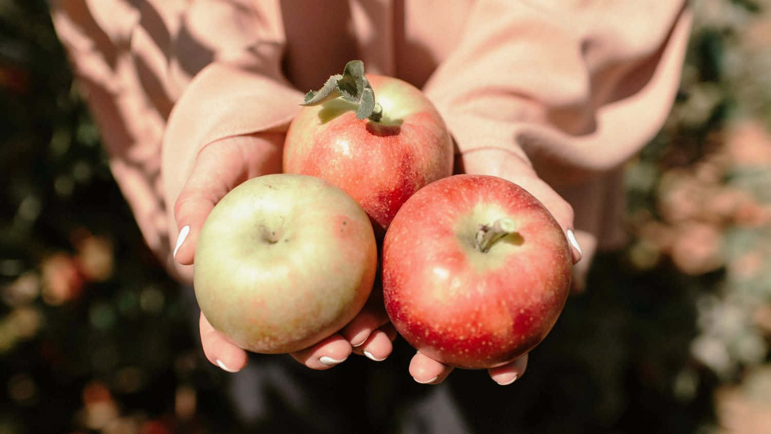 Vibrant Fall Apples On A Rustic Wooden Table Wallpaper