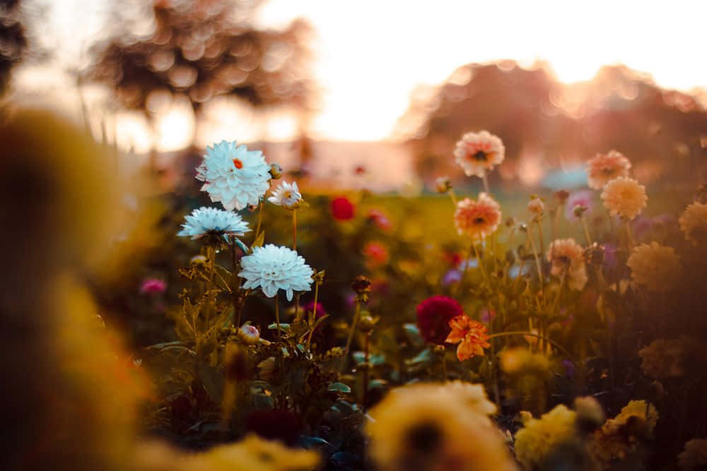 Vibrant Fall Flowers Blooming In A Garden Wallpaper