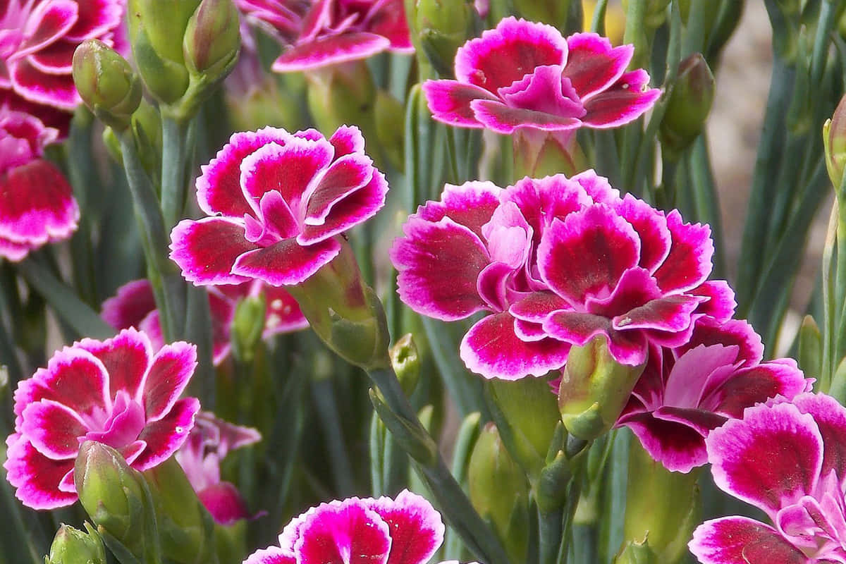 Vibrant Fall Flowers In A Serene Garden Wallpaper