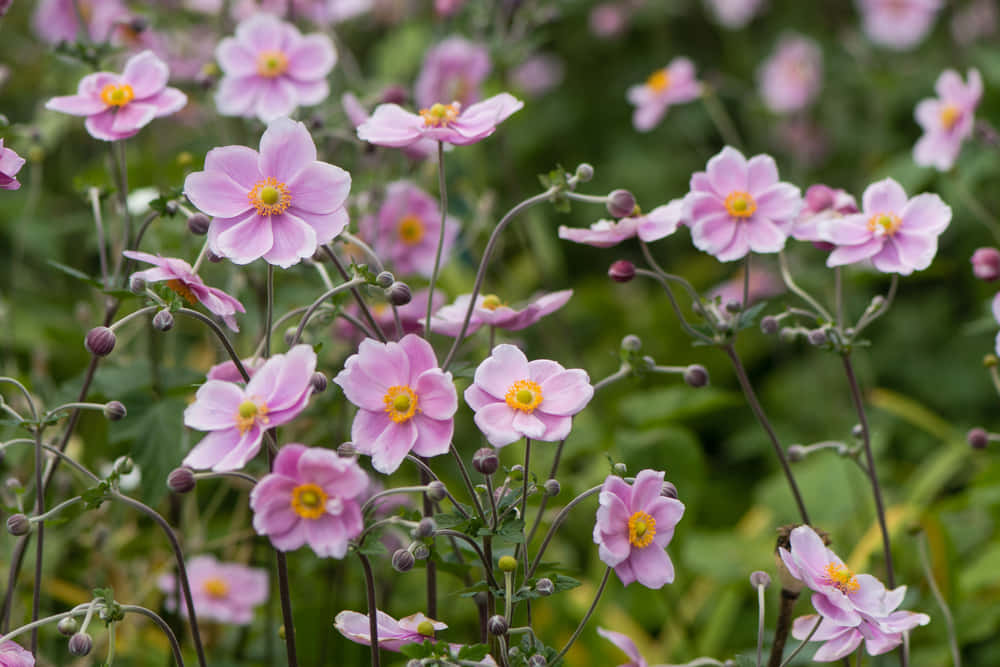 Vibrant Fall Flowers In Bloom Wallpaper