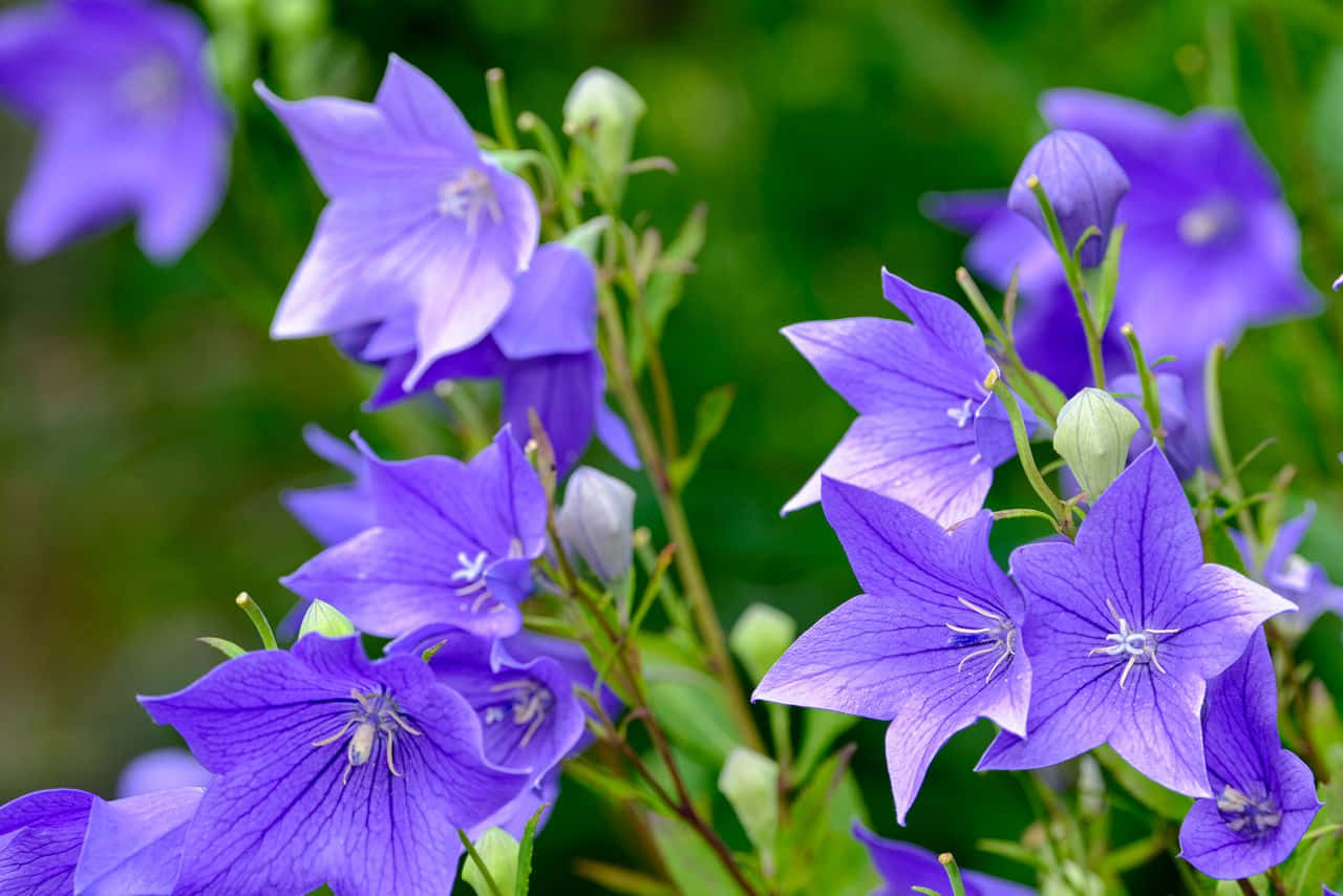 Vibrant Fall Flowers In Full Bloom Wallpaper