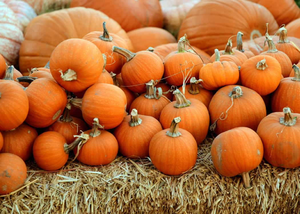 Vibrant Fall Pumpkins At A Charming Farm Wallpaper