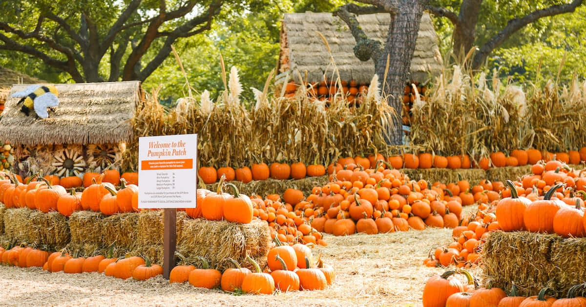 Vibrant Fall Pumpkins Display Wallpaper