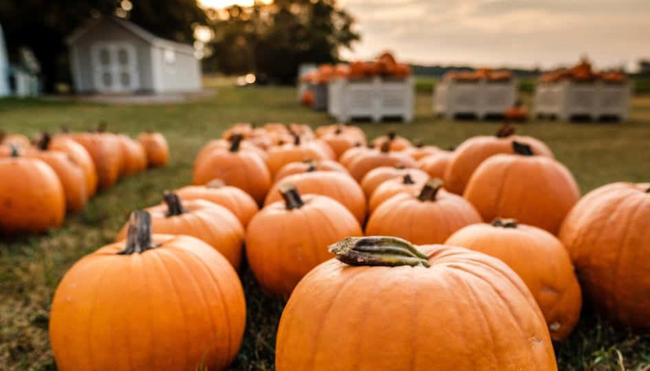 Vibrant Fall Pumpkins Display Wallpaper