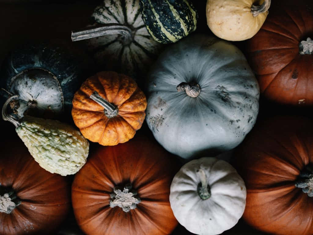 Vibrant Fall Pumpkins Display Wallpaper