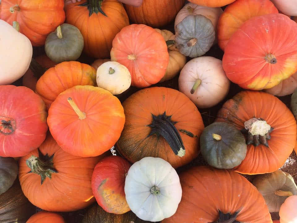 Vibrant Fall Pumpkins On Rustic Wooden Background Wallpaper