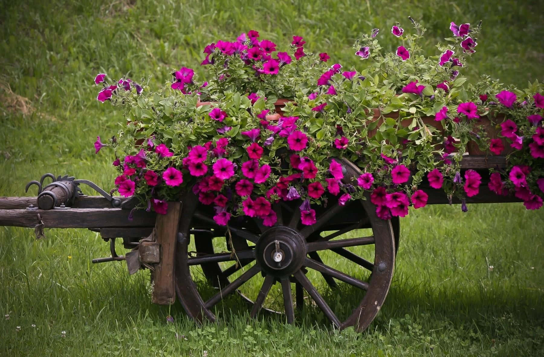 Vibrant Flower Cart Displaying A Colorful Assortment Of Fresh Blooms Wallpaper