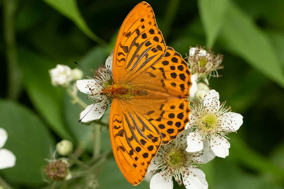 Vibrant_ Fritillary_ Butterfly_on_ Flowers.jpg Wallpaper